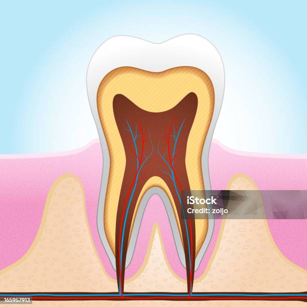 Tooth Secant Tooth Section Stock Illustration - Download Image Now - Anatomy, Single ...