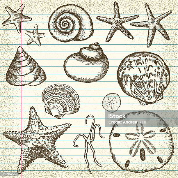 Handdrawn Set Of Sea Shells On Old Paper Stock Illustration - Download Image Now - Starfish, Animal Shell, Drawing - Art Product