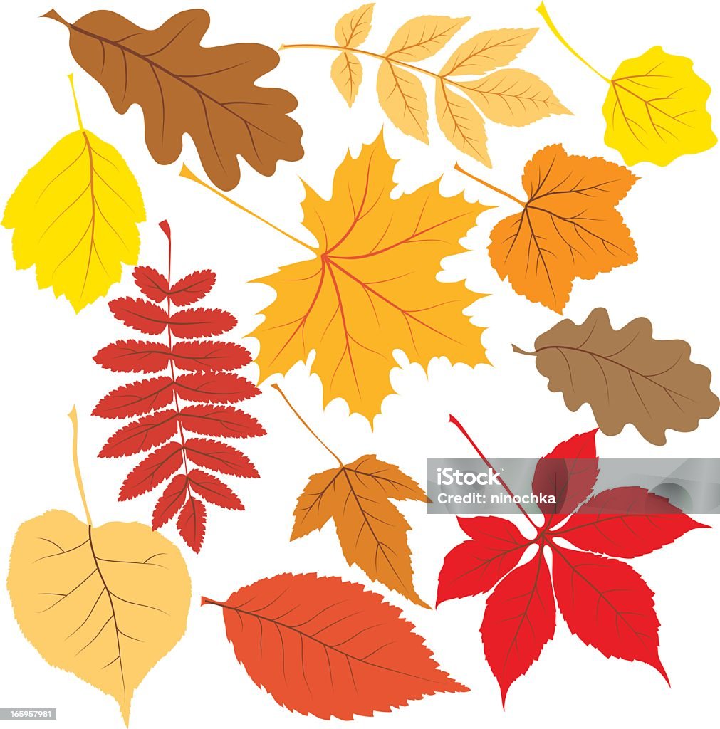 Jesień liście - Grafika wektorowa royalty-free (Liść)