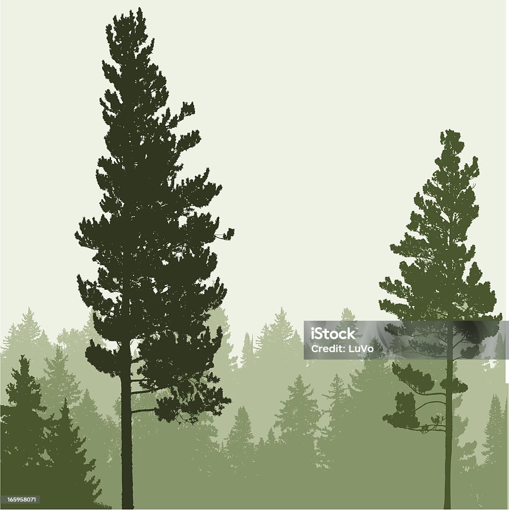 Conifer Tree Vector Conifer Tree Forest Stock Illustration - Download Image Now ...