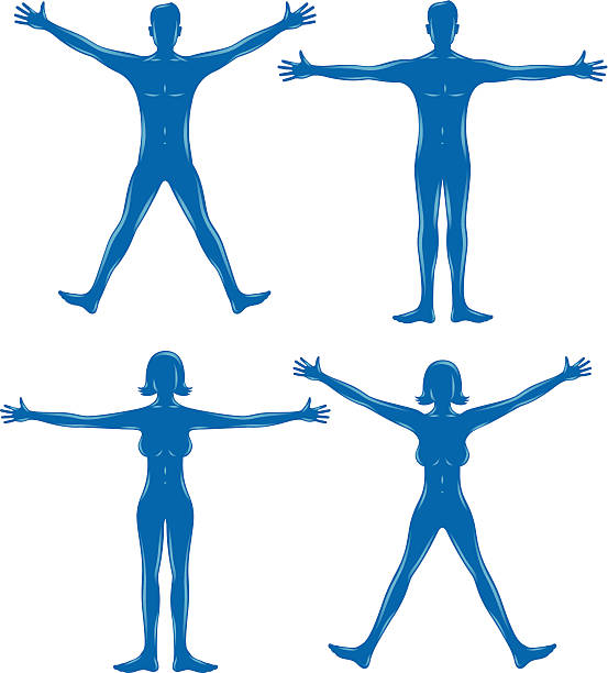 Human Body Shapes Human body shapes.  jumping jacks stock illustrations