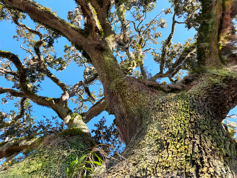a spanish moss south sky live oak south old tall large america tree oak view