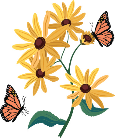 A vector illustration of black eyed Susans and monarch butterflies.