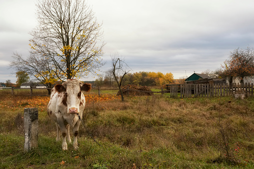 Cow in the countryside in autumn.