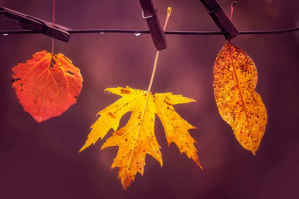 autumn mood. leaves on clothespins and raindrops.