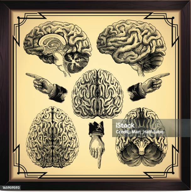 Ludzki Mózg - Stockowe grafiki wektorowe i więcej obrazów Powrót do retro - Powrót do retro, Staromodny, Anatomia człowieka