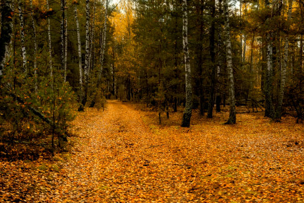 autumn forest with fallen leaves on the path.
