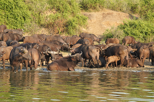 Buffalo in the channel Kazinga in Uganda