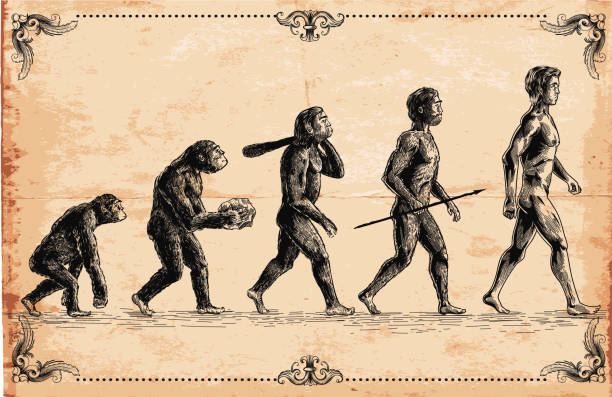 illustrations, cliparts, dessins animés et icônes de illustration de concept de l'évolution humaine - premiers homo sapiens illustrations