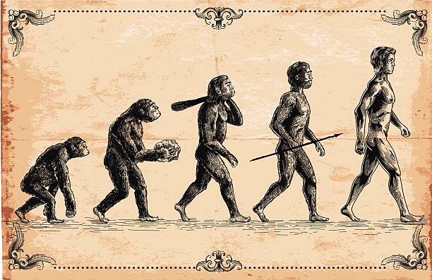 Vector of human evolution concept Vector picture of Human Evolution monkey illustrations stock illustrations