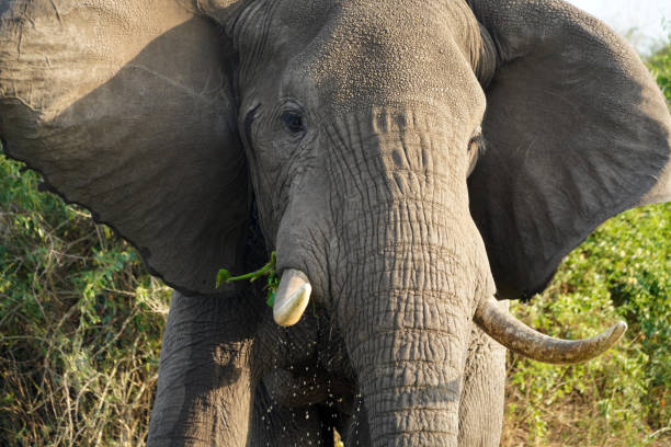 istock Elephants and their babies along the channel Kazinga in Uganda 1659601241