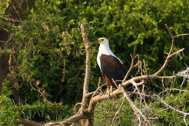 istock African fish eagle along the Channel Kazinga 1659601261
