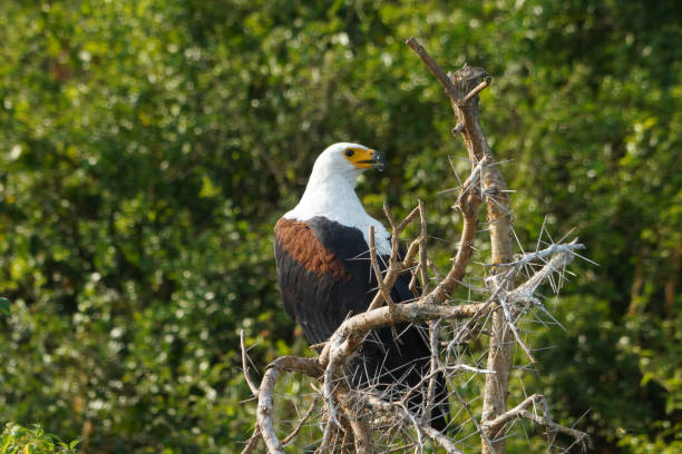 istock African fish eagle along the Channel Kazinga 1659601266