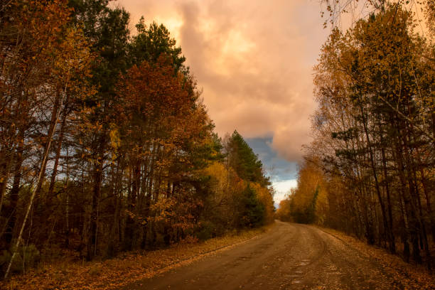 Forest dirt road at sunset in autumn. Dramatic sky and twilight sunset.