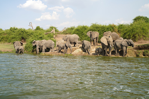 Elephants and their babies along the channel Kazinga in Uganda
