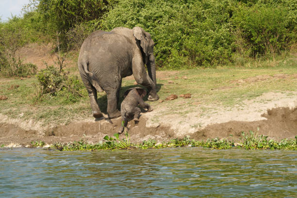 Elephants and their babies along the channel Kazinga in Uganda