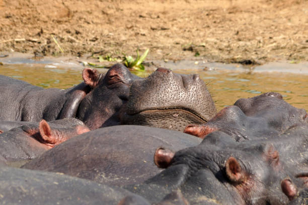 istock Hippopotamus in channel Kazinga in Uganda 1659602347