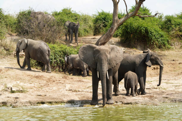 istock Elephants and their babies along the channel Kazinga in Uganda 1659602366