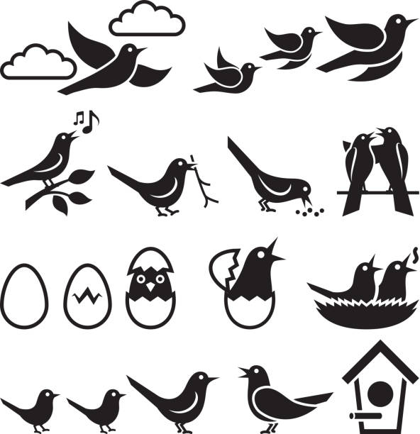 illustrations, cliparts, dessins animés et icônes de oiseaux noir et blanc ensemble d'icônes vectorielles libres de droits - scavenging