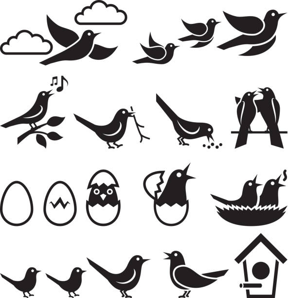 ilustrações, clipart, desenhos animados e ícones de aves preto e branco royalty free vector conjunto de ícones - hatching