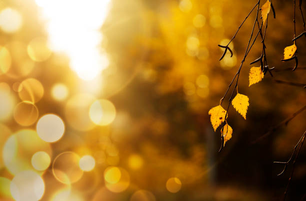 branch with yellow birch leaves and golden bokeh