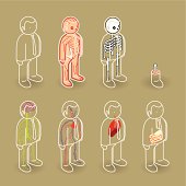 istock Cartoons of people with different highlighted organs 165960411
