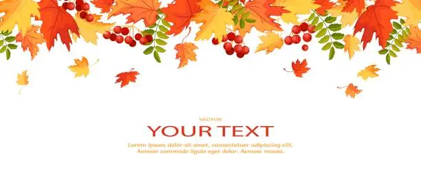 Vector illustration of Autumn background with maple leaves and rowan