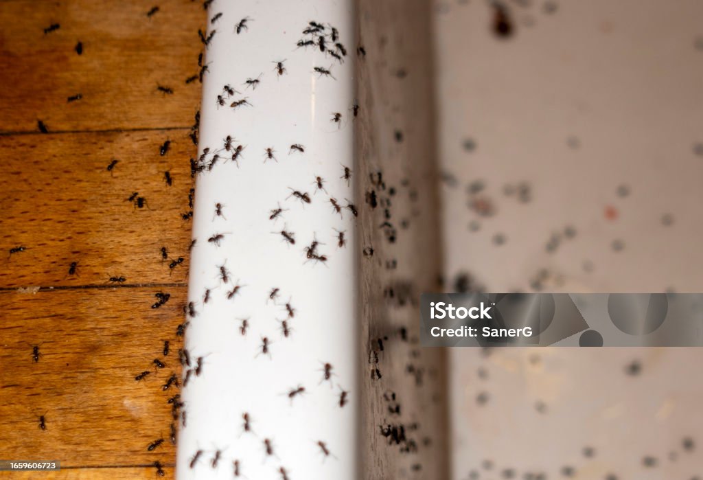 Ants in kitchen Ant Stock Photo