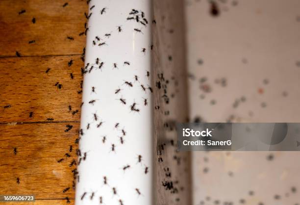 Ants In Kitchen Stock Photo - Download Image Now - Ant, Kitchen, Apartment