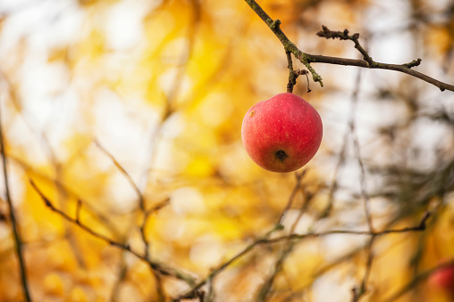 Lonely red apple on the branches of an autumn yellow garden.