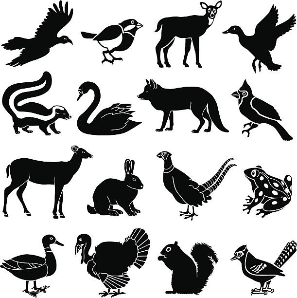 North American animals Vector icons of a variety of north American animals. cartoon of a frog black and white stock illustrations