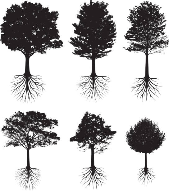 illustrations, cliparts, dessins animés et icônes de arbres avec des racines silhouettes noires et blanches vector icon set - root tip