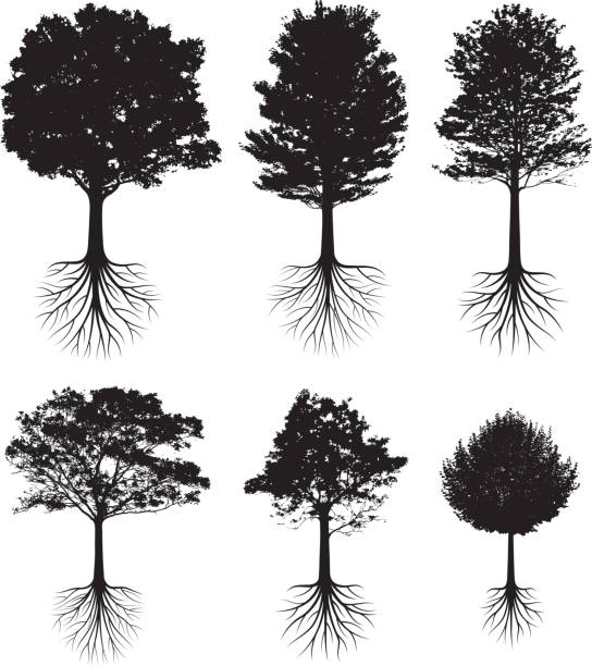 Trees with roots silhouettes black and white vector icon set Trees with roots silhouettes black and white set plant root growth cultivated stock illustrations