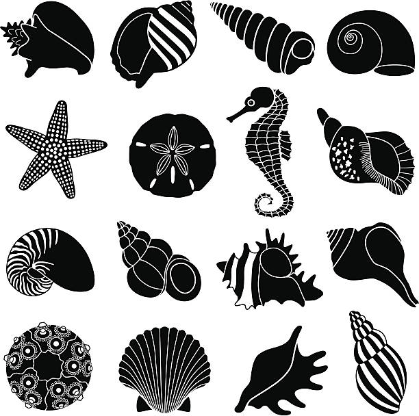 sea shells Vector icons of various sea shells and sea creatures. sand dollar stock illustrations