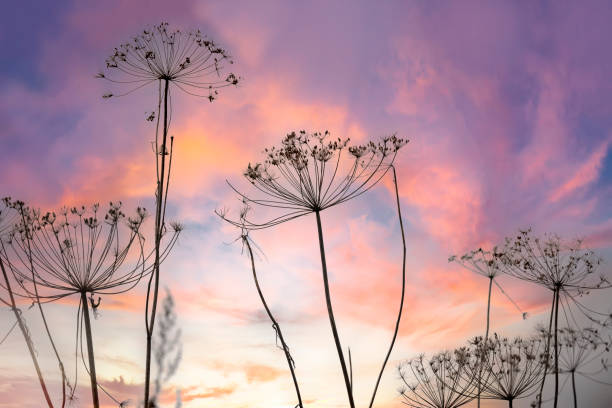 istock branches with inflorescence dill seeds against the sky. 1659611762