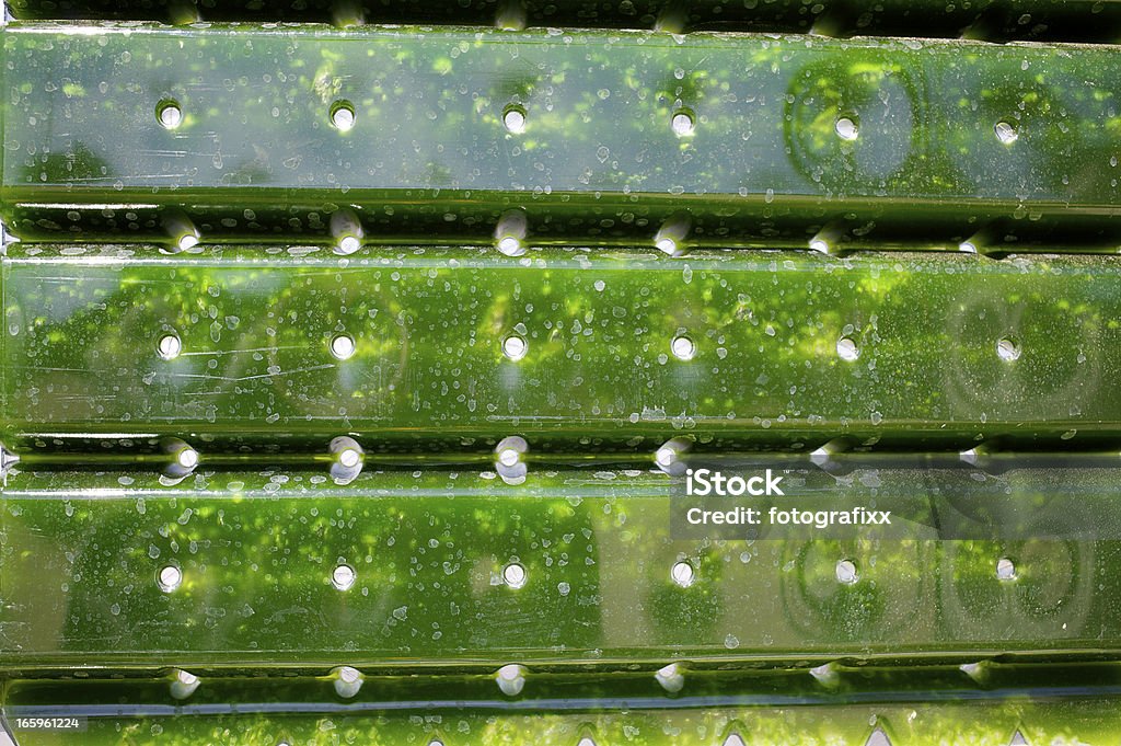 Énergie Alternative: production des micro-algues pour profiter alimentation électrique. - Photo de Algue libre de droits