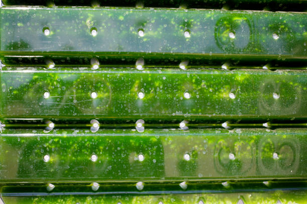 Alternative Energy: production of micro algae for regenerative power supply. production of micro masses for regenerative power supply. red algae stock pictures, royalty-free photos & images