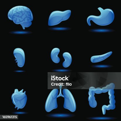istock Human Internal Organs 165961315