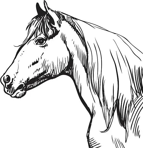 Vector illustration of Horse
