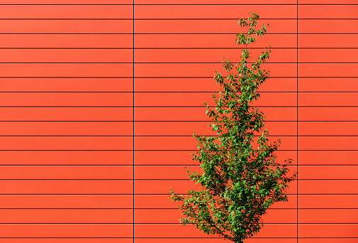 Germany, Berlin, September, 01, 2023 -Close-up of tree against orange wall