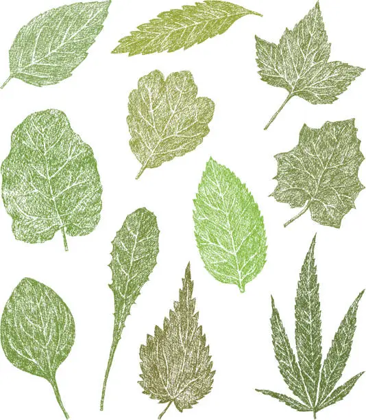 Vector illustration of set of the leaves