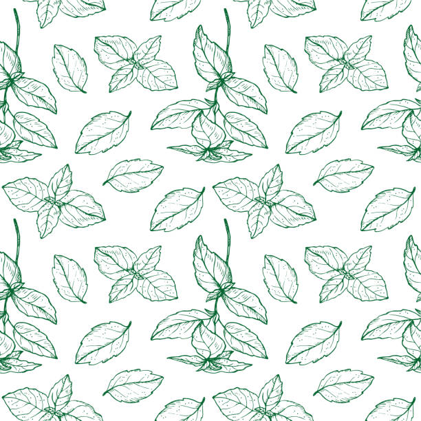 stockillustraties, clipart, cartoons en iconen met basil plant seamless pattern drawing vector illustration repeating background. decorative ornament with basil leaves branch, fragrant herb, spice,. for design, card, textile, print, paper, wrapping - wilde marjolein