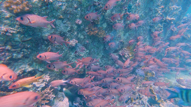 Shoal of white-edged soldierfish on underwater shipwreck