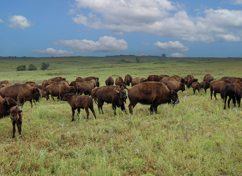 A herd of North American bison roaming the Kansas Flint hills prairie on a summer day.