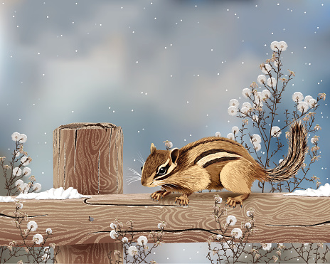 Vector illustration. Realistic illustration of a cute chipmunk in a winter setting, with snow falling and dried flowers against a blue background.
