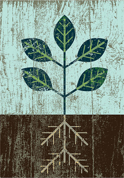 illustrations, cliparts, dessins animés et icônes de peinture jeune pousse - root origins growth plant