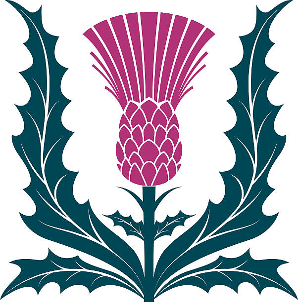 Simple Stencil Style Scottish Thistle Vector Illustraion Isolated on White Simple Stencil Style Scottish Thistle  Vector Illustration isolated on white.  The fuchsia Scottish silhouette thistle is blooming vertically in the middle with thistle leaves on each side. thistle stock illustrations