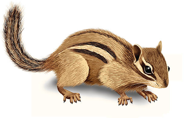 ilustrações, clipart, desenhos animados e ícones de realista ilustração em vetor de esquilo isolado no fundo branco - chipmunk