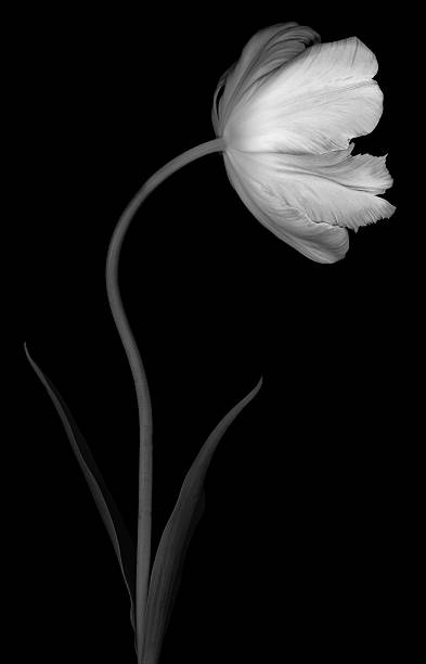 istock Monochrome parrot tulip on black background 165964994