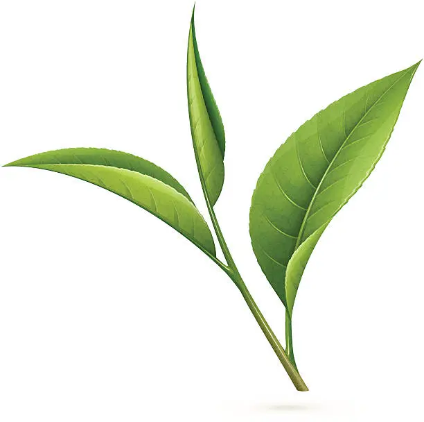 Vector illustration of Tea leaves